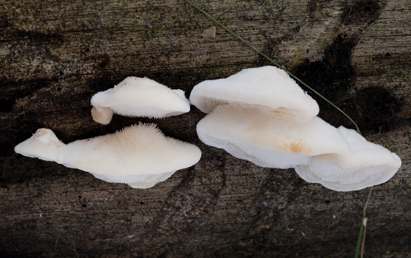 Oligoporus fragilis